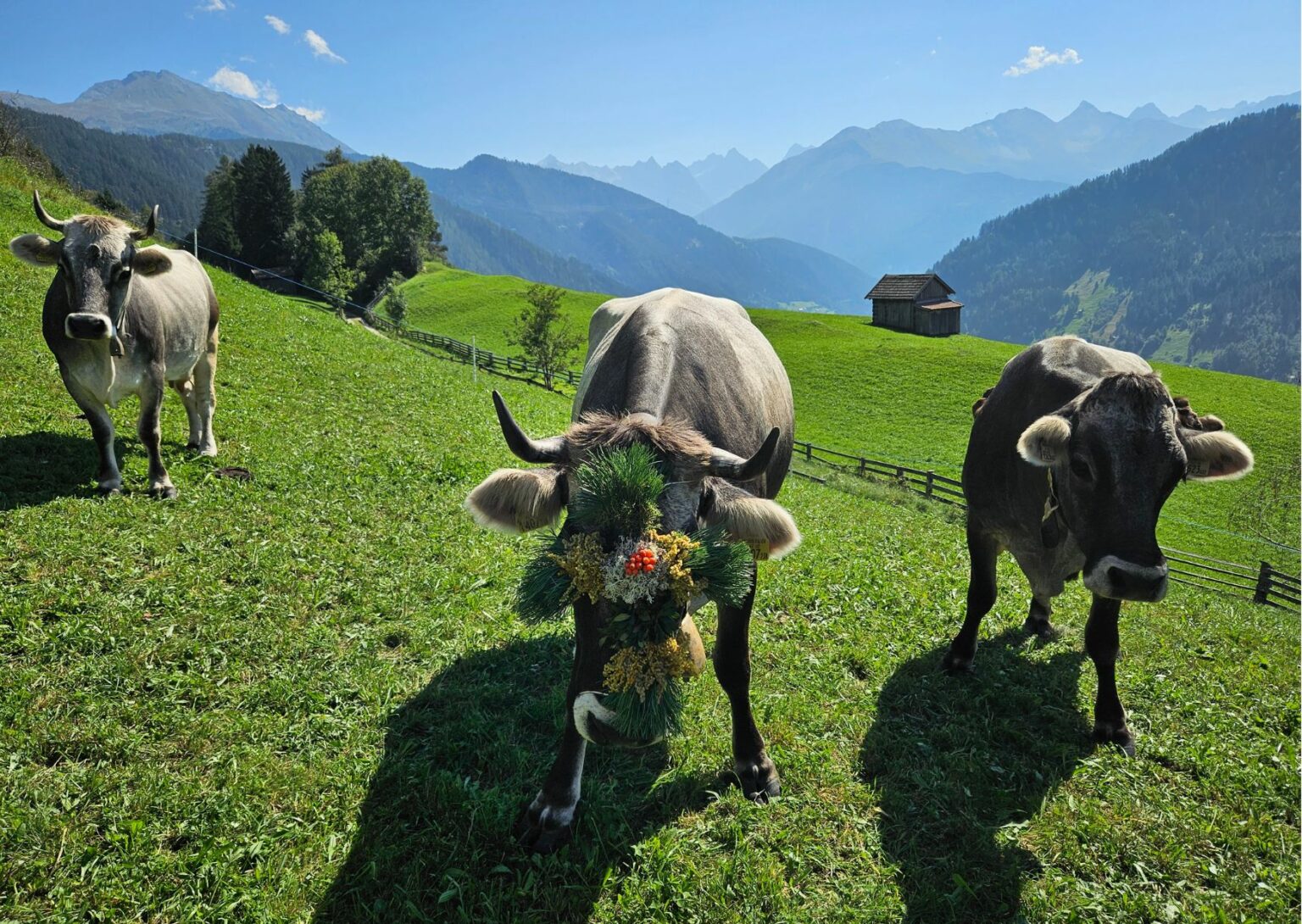 Traditioneller Kopfschmuck Beim Almabtrieb Unsere Almen