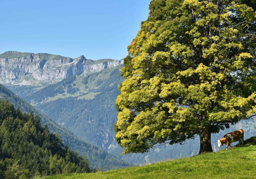 Wald- und Weidenutzungsrechte