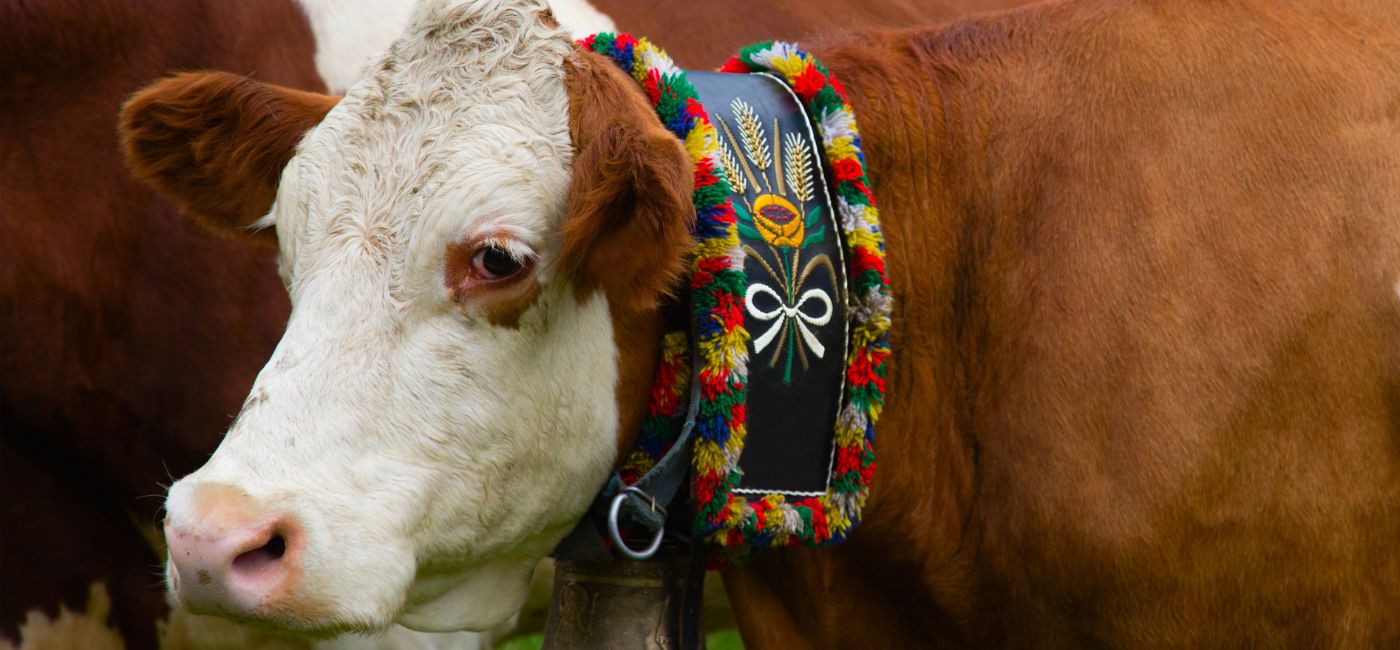 Almabtrieb mit Almfest in Telfes im Stubaital