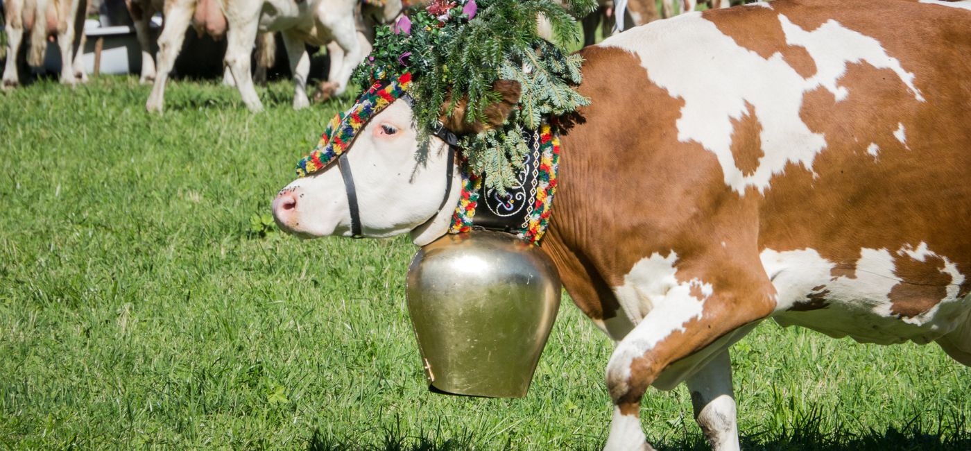 Traditioneller Almabtrieb in Fulpmes im Stubaital