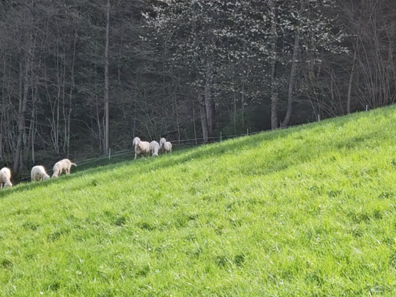 Erkenntnisse aus den Tiroler Herdenschutzprojekten: Kosten killen Idealismus der Schafalpung (Teil 3/3)