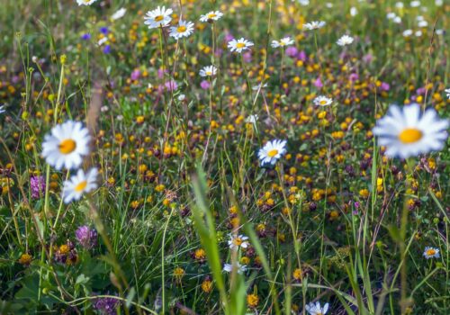 ALMFRISCHE GENUSSFEST