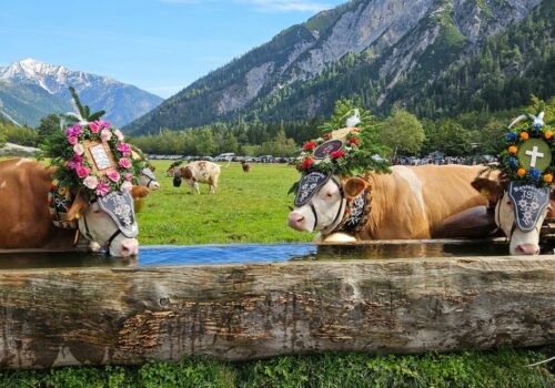 Großer Almabtrieb von der Gramai Alm nach Pertisau am Achensee