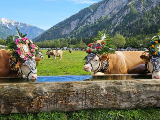 Großer Almabtrieb von der Gramai Alm nach Pertisau am Achensee