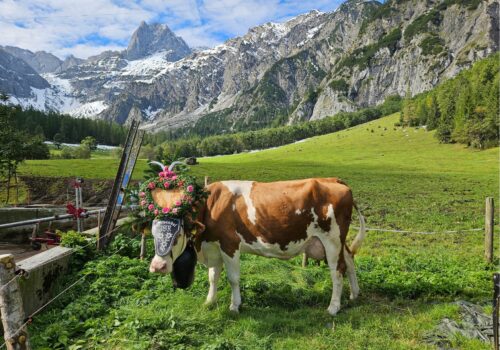 Alle Bilder vom Almabtrieb von der Gramai Alm