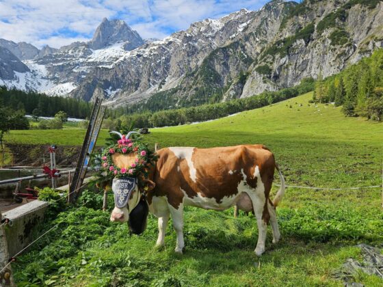 Alle Bilder vom Almabtrieb von der Gramai Alm