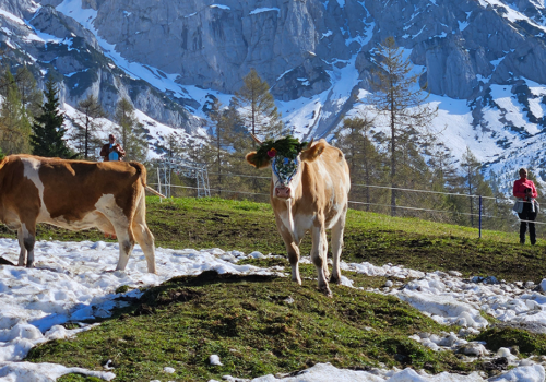 Feierlicher Almabtrieb von der Walcher Alm vor der Kulisse von König Dachstein