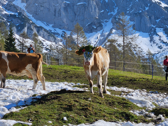 Feierlicher Almabtrieb von der Walcher Alm vor der Kulisse von König Dachstein