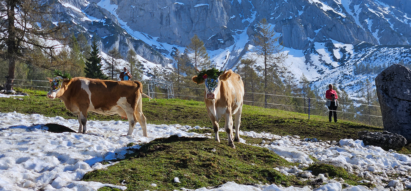 Feierlicher Almabtrieb von der Walcher Alm vor der Kulisse von König Dachstein